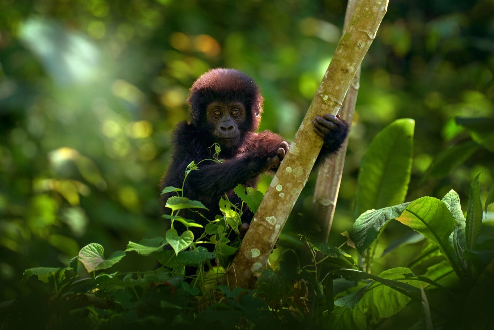 Руанда: лучшие направления страны тысячи хол... фото