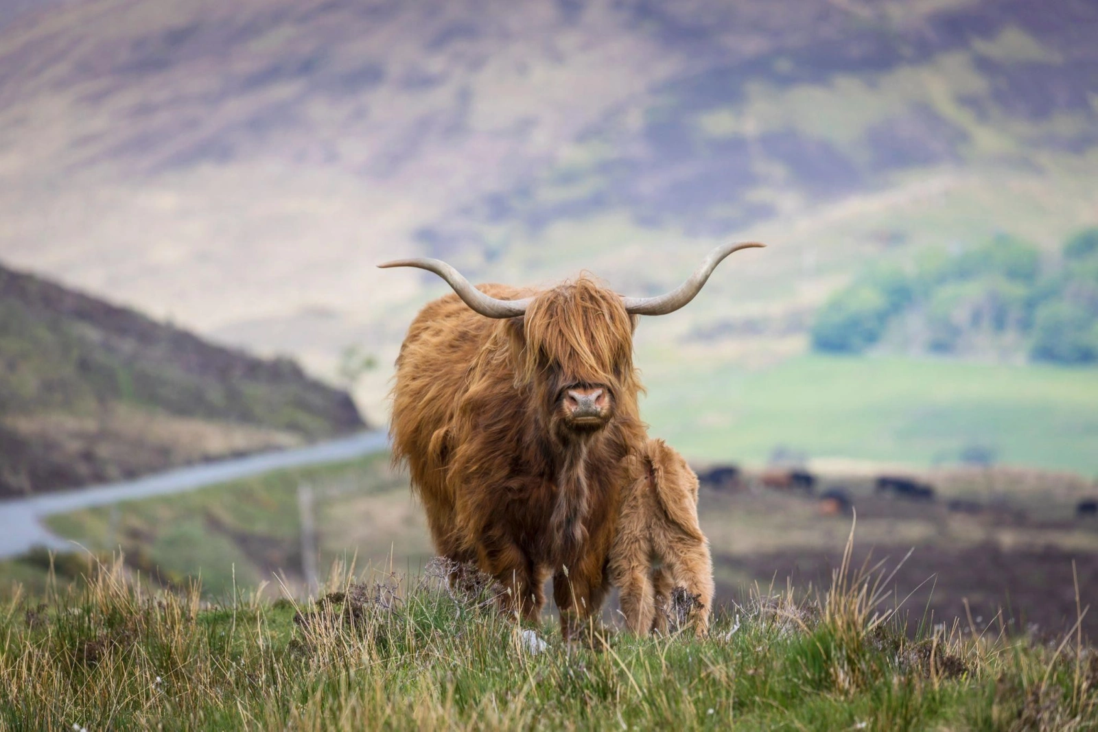 Где можно увидеть коров породы Хайленд в Шотландии