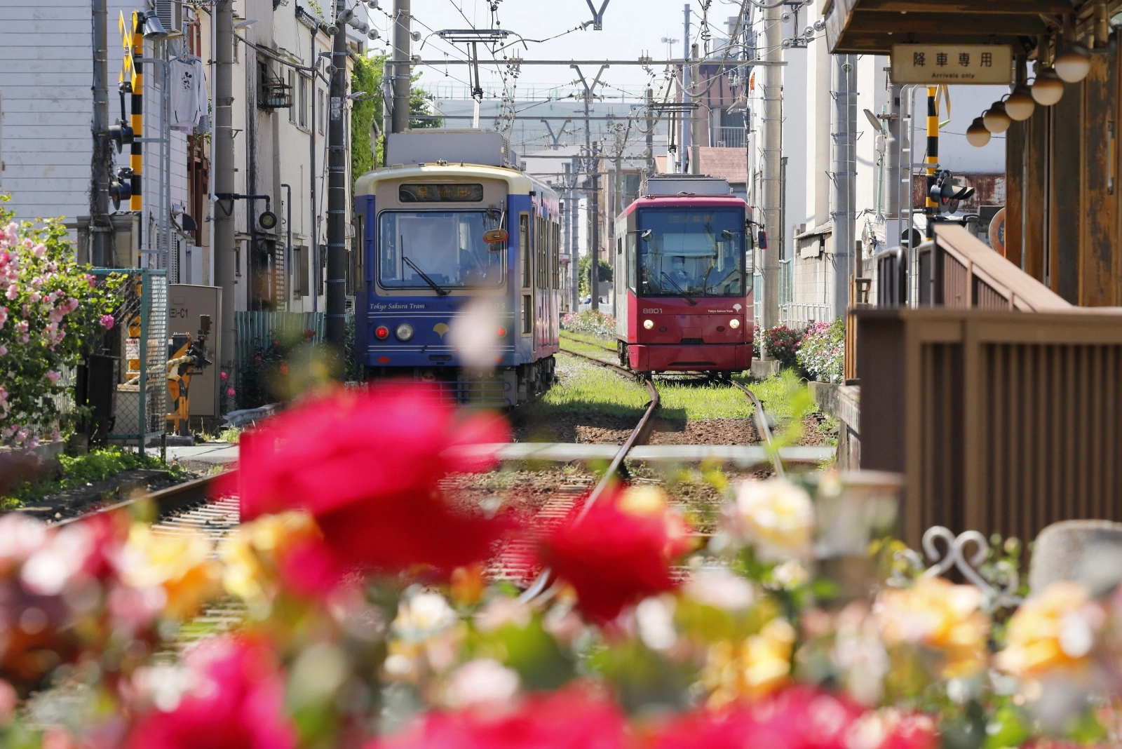 Иностранные гиды-резиденты раскрывают скрытые жемчужины Токио
