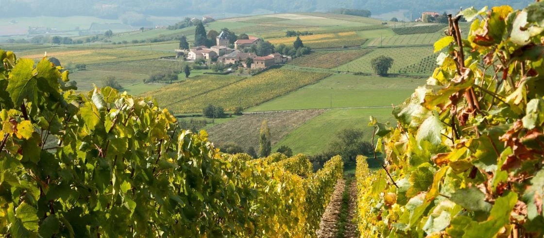 Vignobles en Scène