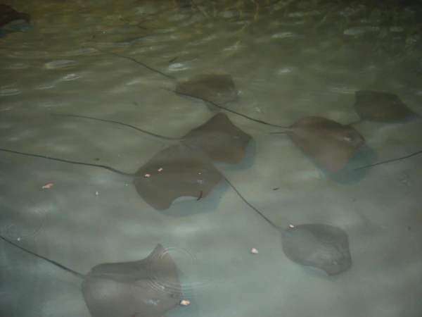 воздушные змеи, под водой