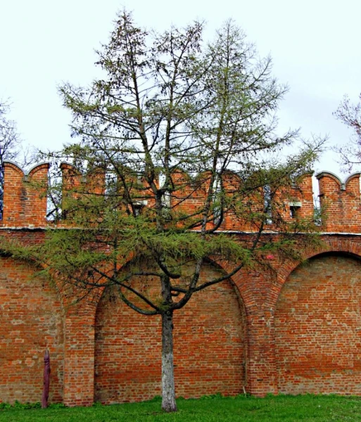 Тульский Кремль. Кремлевская стена.