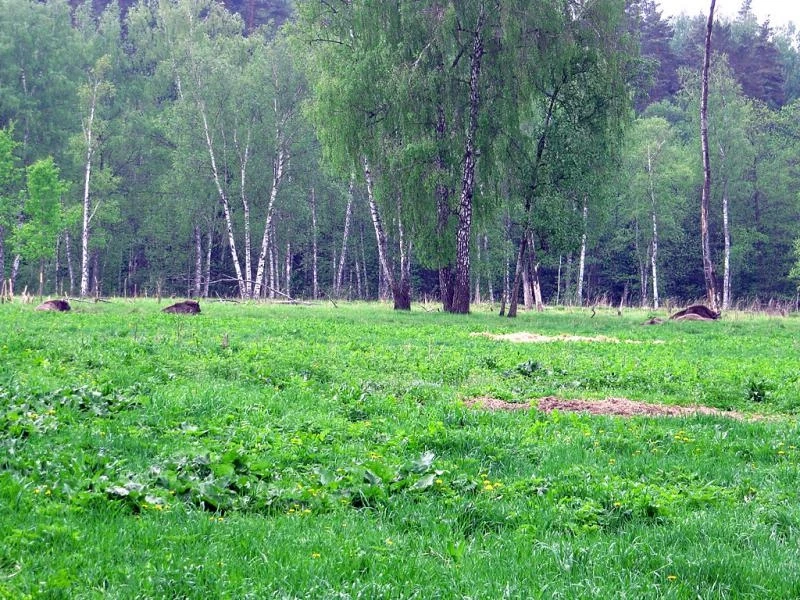 Приокско - Террасный заповедник. Зубровый питомник