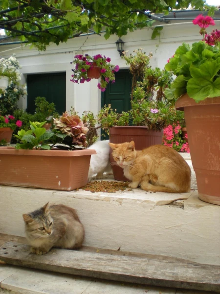 Котики