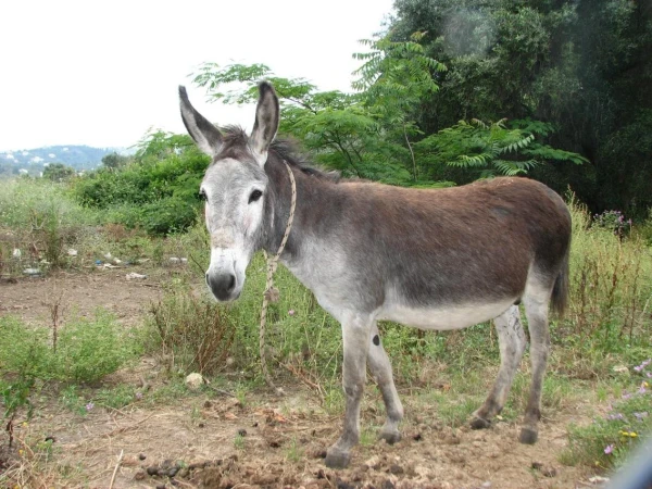 Ослик