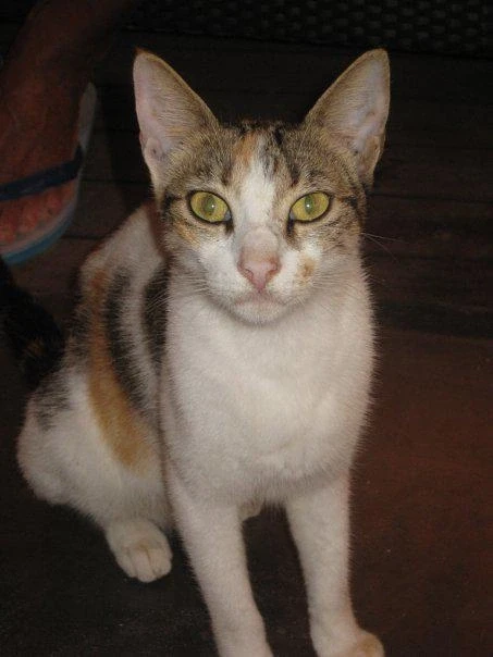 Сейшельский Котэ