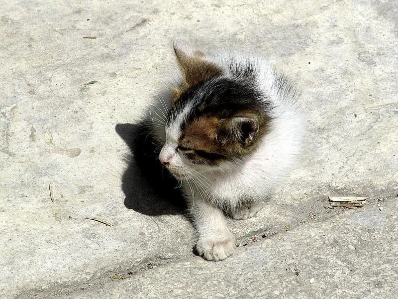 Кошечки Стамбула
