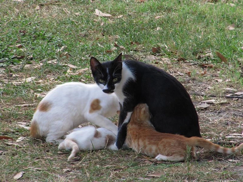 Кошечки Стамбула