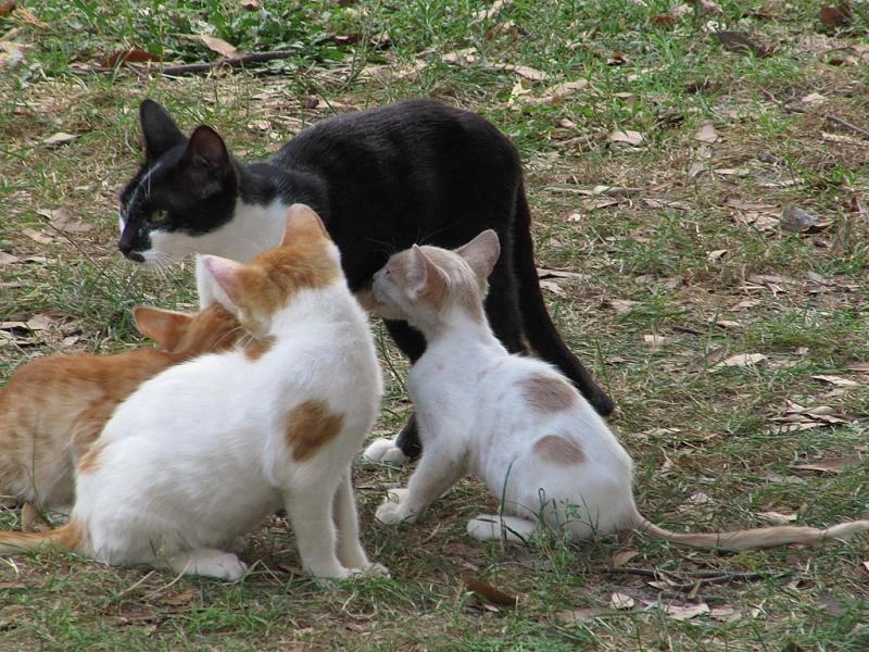 Кошечки Стамбула