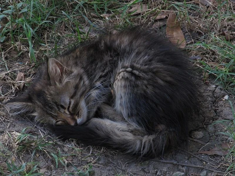 Кошечки Стамбула