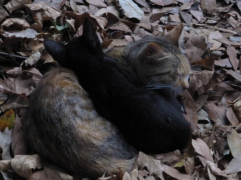 Кошечки Стамбула