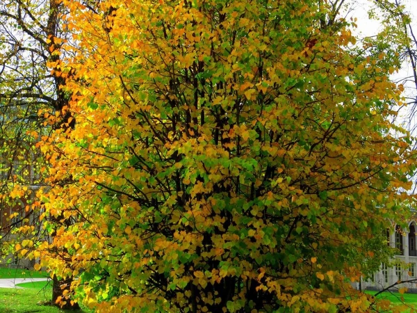 Царицыно