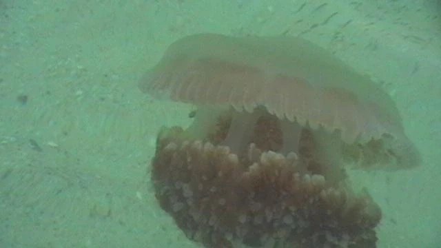 Обитательница Андаманского моря.