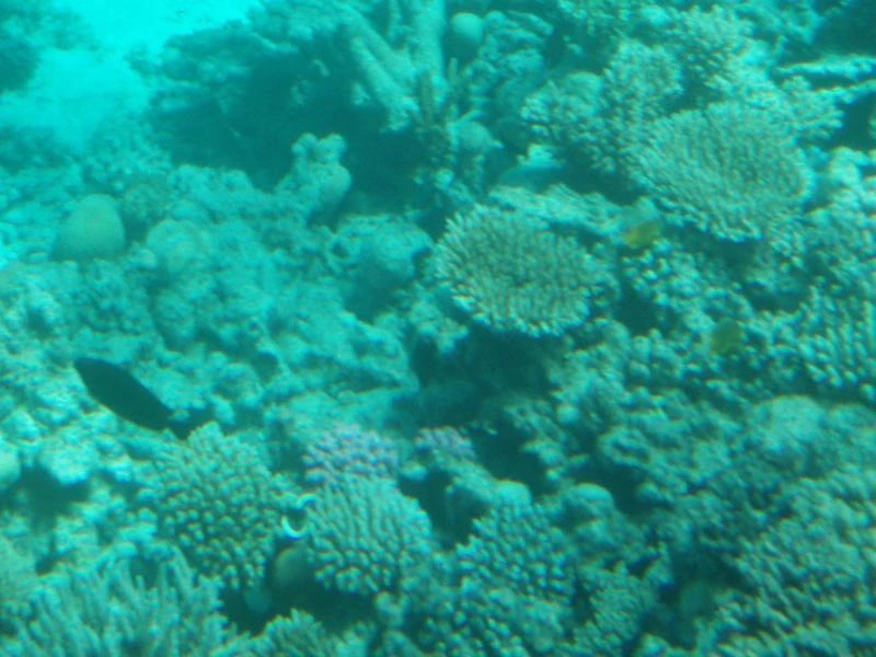 Подводный мир Красного моря