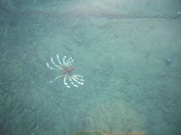 тварь божья 2 (pterois miles)
