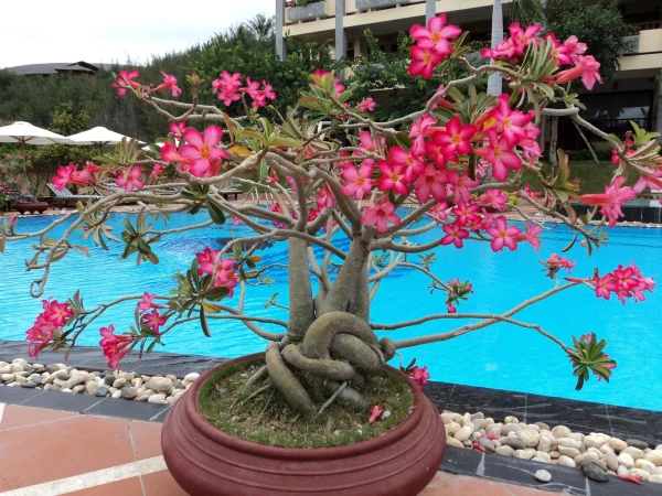 Tien Dat Mui Ne Resort 3*.Новая территория.