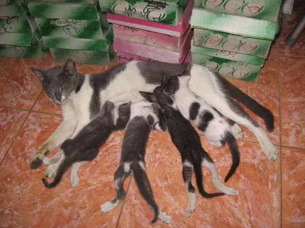МЕСТНЫЕ КОТЫ