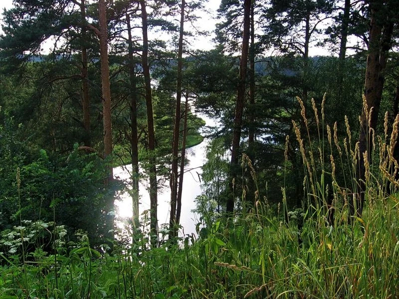 Кусочек Подмосковной природы