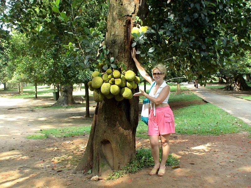У хлебного дерева