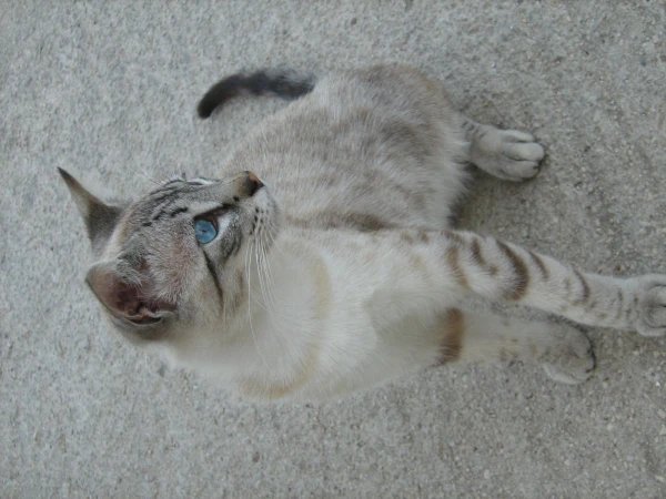 Коты средиземноморья (2)
