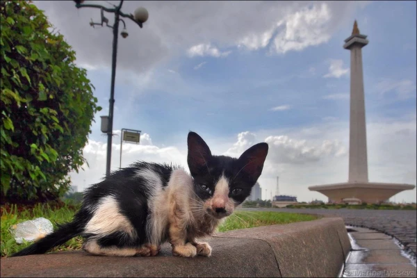 Коты и ароматы Джакарты