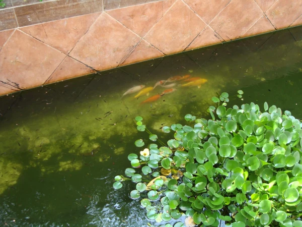 Водоем с рыбками в холле отеля