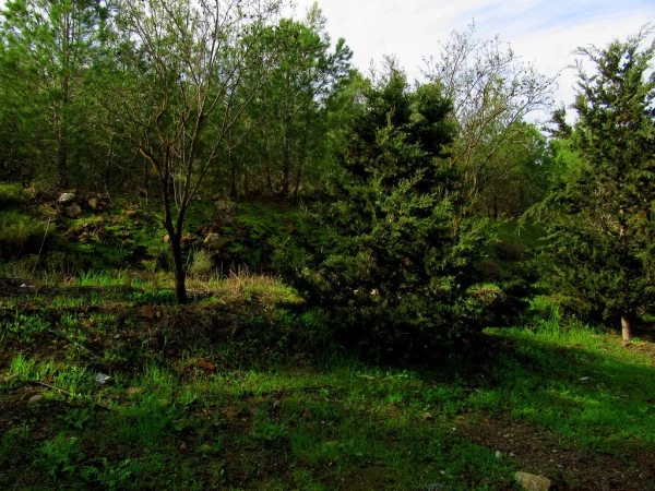 Флора Кипра