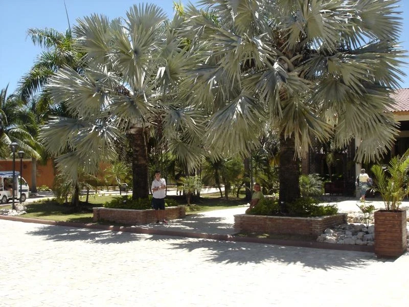 "IFA VILLAS BAVARO RESORT & SPA". Территория.