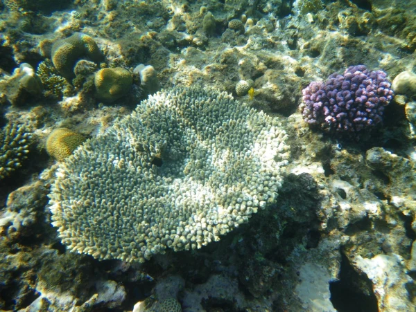 фото 30. Подводный мир у отеля