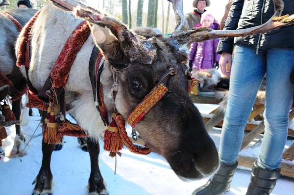 В стране северных оленей