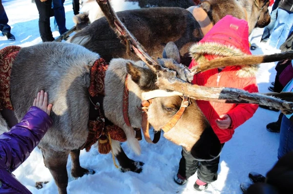 В стране северных оленей