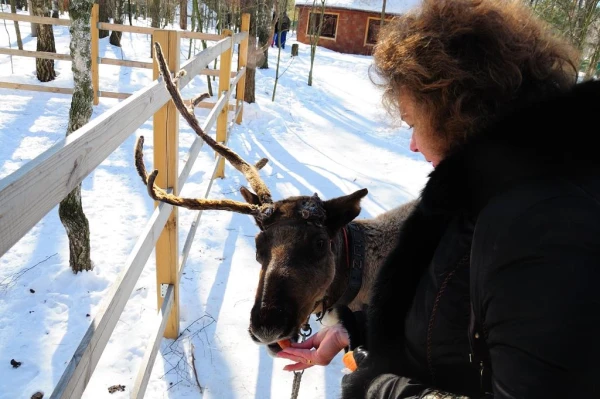 В стране северных оленей