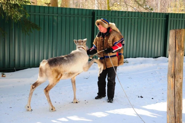В стране северных оленей