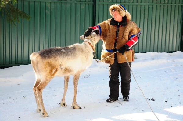 В стране северных оленей