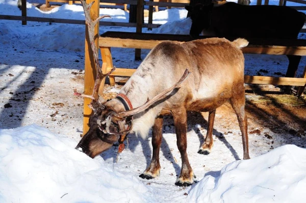 В стране северных оленей