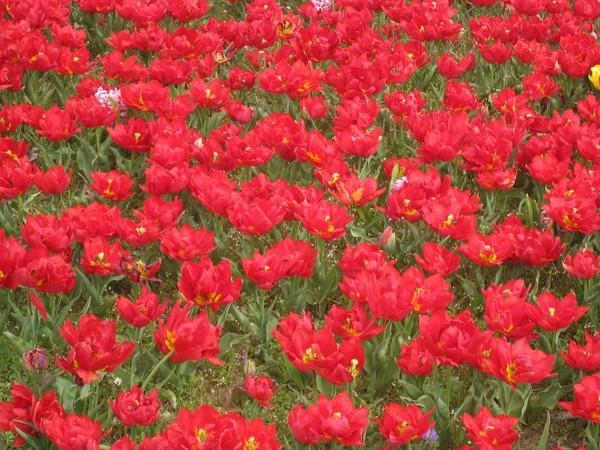 Стамбул, март-2010