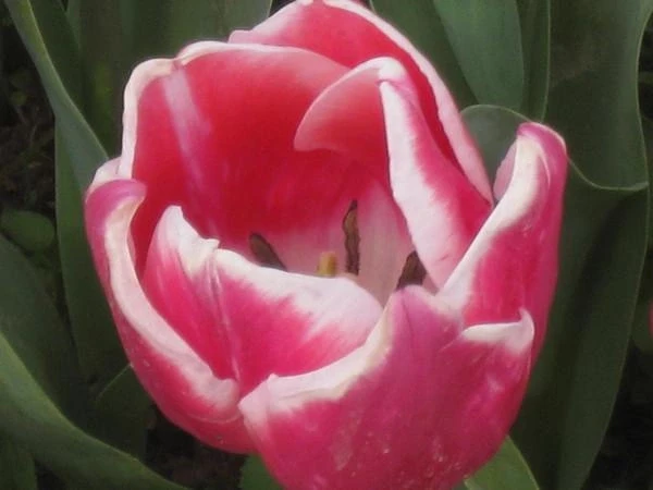 Стамбул, март-2010