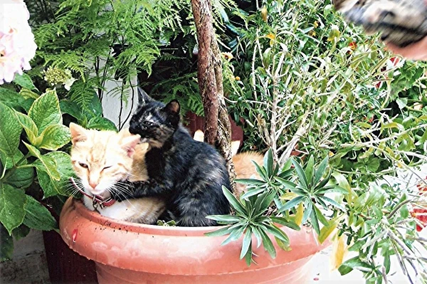 Монастырские котейки...