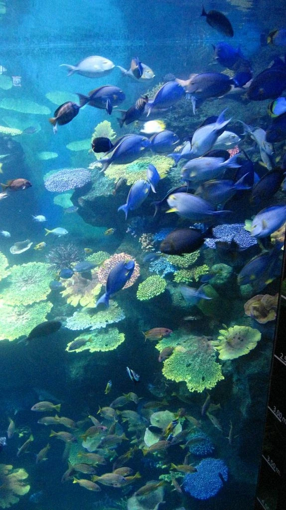 Siam Ocean World - самый большой океанариум в ЮВА