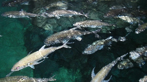 Siam Ocean World - самый большой океанариум в ЮВА