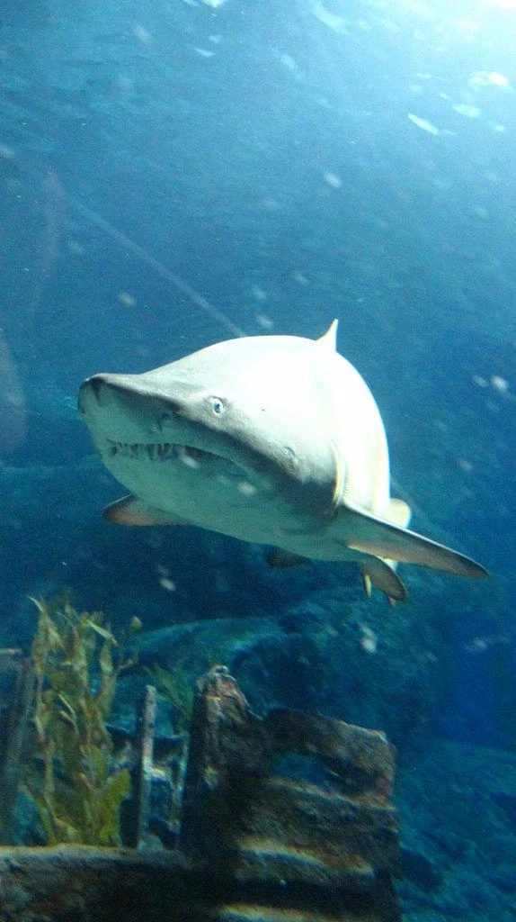Siam Ocean World - самый большой океанариум в ЮВА