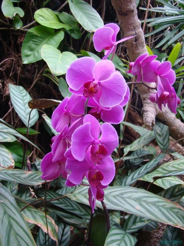 Орхидеи, ах!.. Ну и оторвалась я!.