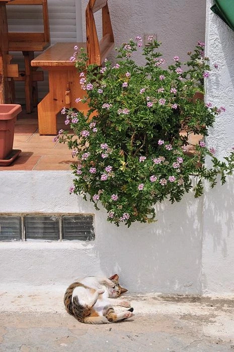 Кошкину