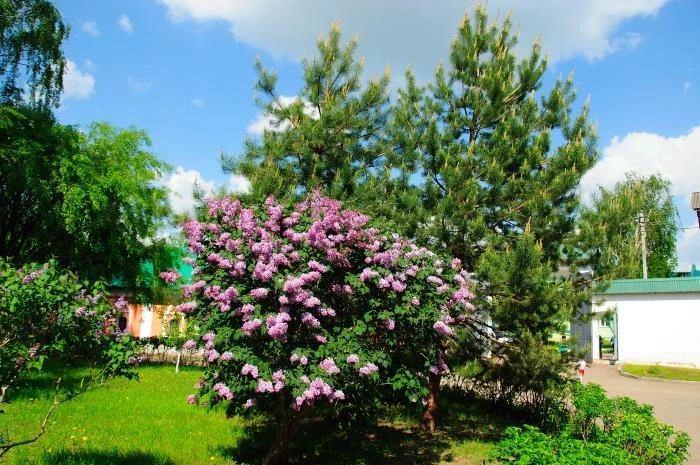 Дмитров. Борисоглебский монастырь