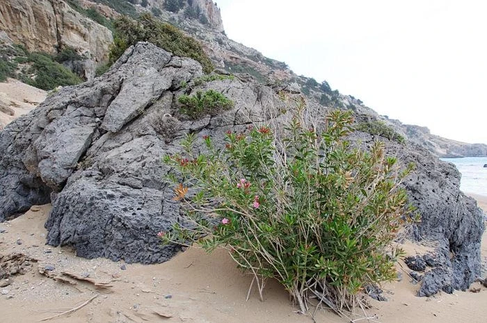 TSAMBIKA BEACH