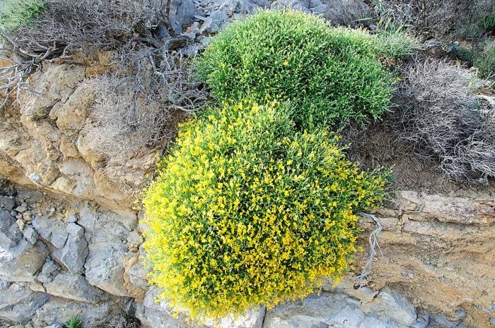 Кустики на горе