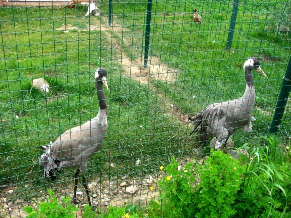 журавли