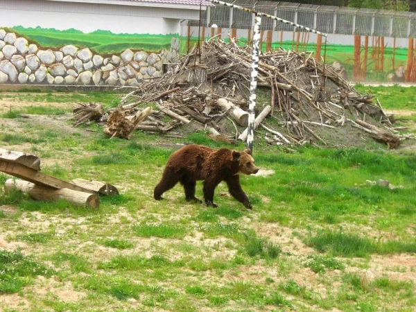 мишка