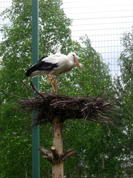 аист