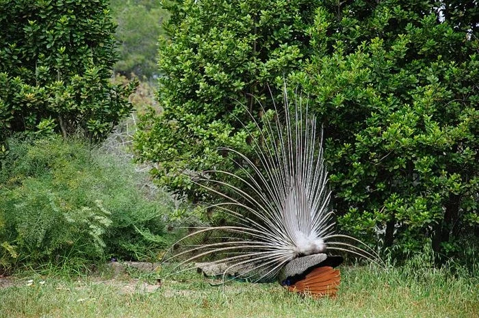 Филеримос. Павлины